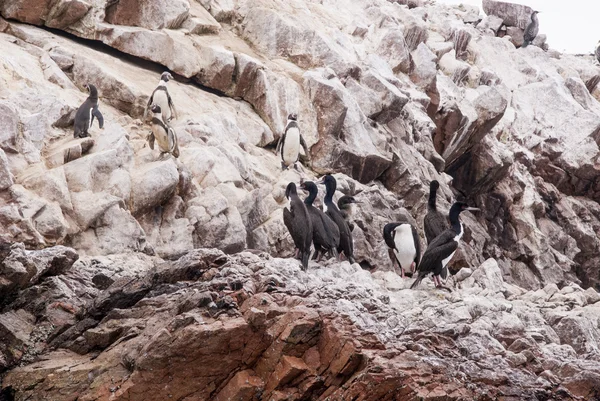 Kormoránů a tučňáků na ostrovy Ballestas Peru — Stock fotografie