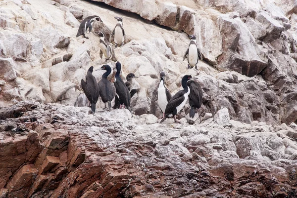 Cormoranes y Pingüinos en las Islas Ballestas Perú —  Fotos de Stock