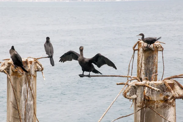 Cormorants in Cruise Port General San Martin Pisco - Peru — Stock Photo, Image