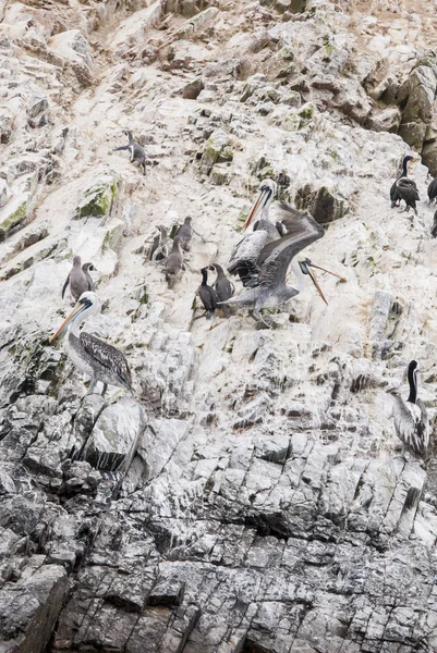 Cormorants, Penguins and Pelicans On The Ballestas Islands - Per — Stock Photo, Image