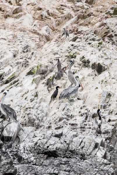 Cormoranes, Pingüinos y Pelícanos en las Islas Ballestas - Per —  Fotos de Stock