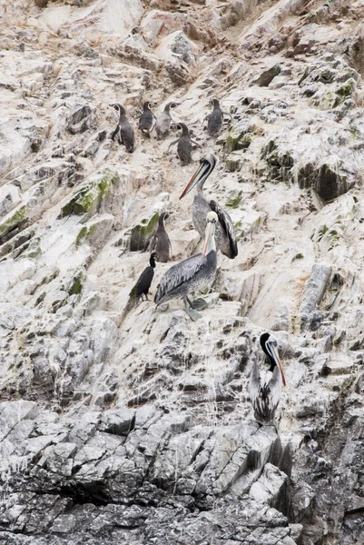 Aalscholvers, pinguïns en Pelikanen op de Ballestas-eilanden - Per — Stockfoto