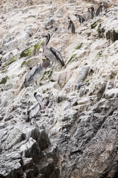 Kormoráni, tučňáci a pelikánů na ostrovy Ballestas - za — Stock fotografie