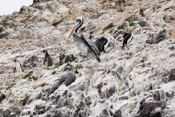 Kormoráni, tučňáci a pelikánů na ostrovy Ballestas - za — Stock fotografie