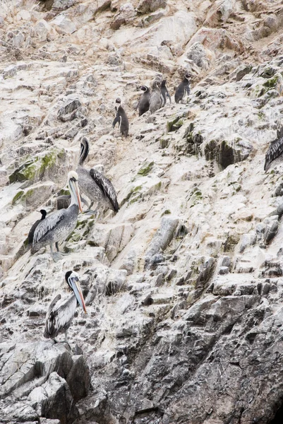 Kormoráni, tučňáci a pelikánů na ostrovy Ballestas - za — Stock fotografie