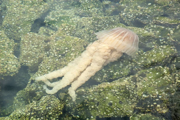 Medusas en un océano azul profundo — Foto de Stock