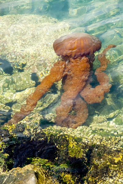 Medusa em um oceano azul profundo — Fotografia de Stock