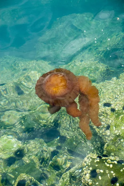 Masmavi okyanusta bir denizanası — Stok fotoğraf