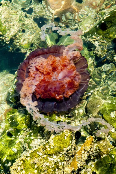 깊고 푸른 바다에는 해파리 — 스톡 사진