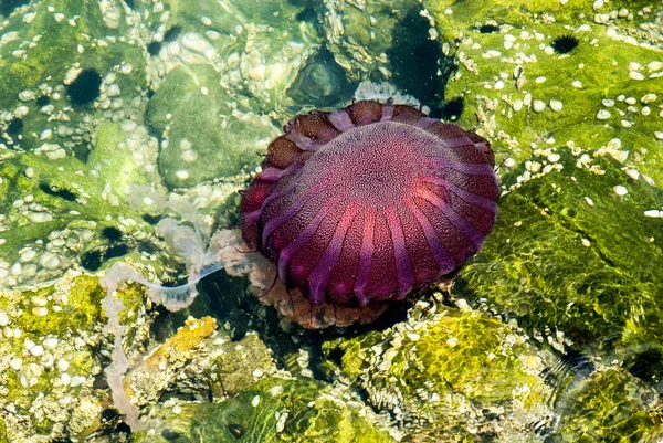 Medusa em um oceano azul profundo — Fotografia de Stock