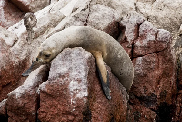 Leone marino sudamericano - Isola di Ballestas — Foto Stock