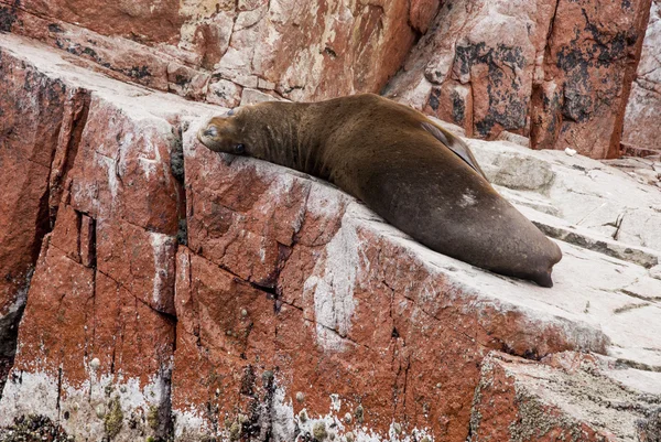 León marino sudamericano - Isla Ballestas — Foto de Stock