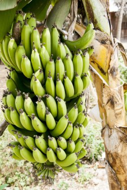 doğal Bahçe - yeşil muz