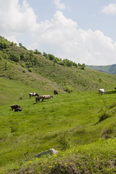 Buzau - Románia - nyári idő, vidék — Stock Fotó