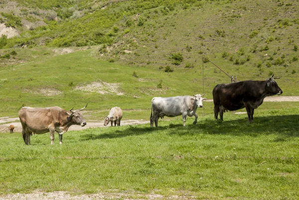 Buzau - Románia - nyári idő, vidék — Stock Fotó