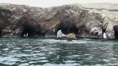 Ballestas Adaları - Pisco - Peru