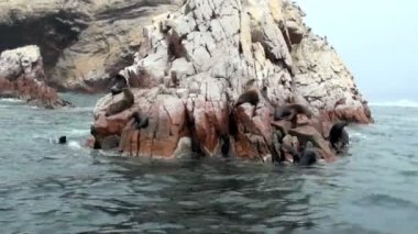 Ballestas Adaları - Pisco - Peru