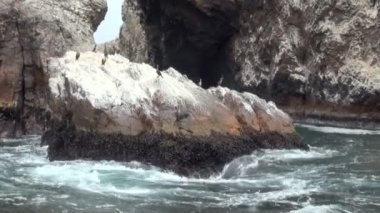 Ballestas Adaları - Pisco - Peru