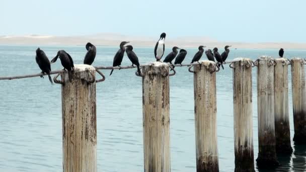 Cormorants in Cruise Port General San Martin Pisco - Peru — Stock Video
