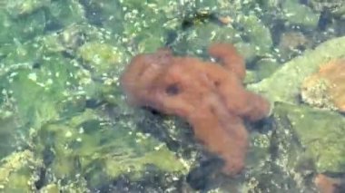 Masmavi okyanusta bir denizanası