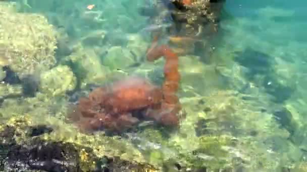 Medusas en un océano azul profundo — Vídeo de stock