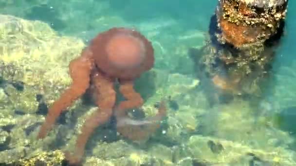 Медузы в глубоком голубом океане — стоковое видео