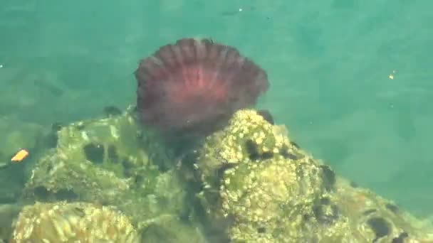 Méduses dans un océan bleu profond — Video