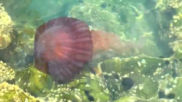 Jellyfish in a deep blue ocean — Stock Video