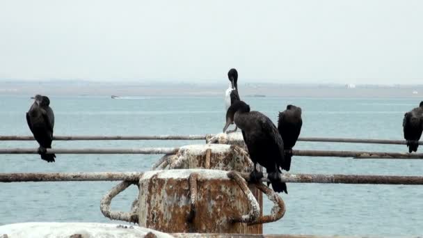 Kormorany w Peru generał San Martin - Pisco - Cruise Port — Wideo stockowe