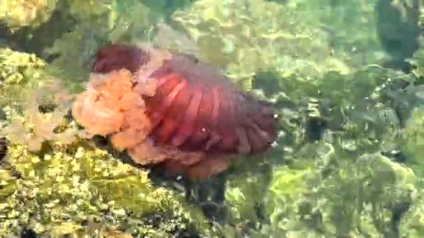 Meduze într-un ocean albastru adânc — Videoclip de stoc