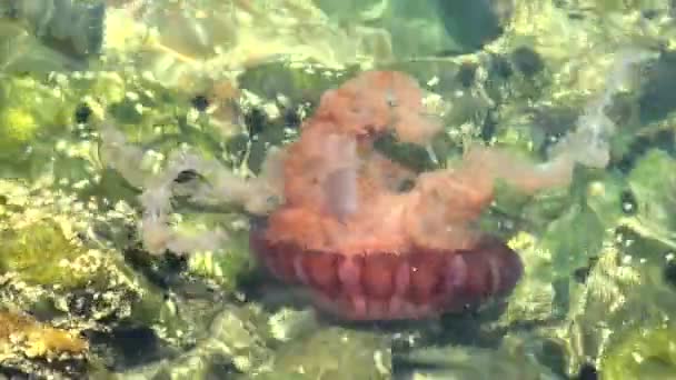 Jellyfish in a deep blue ocean — Stock Video