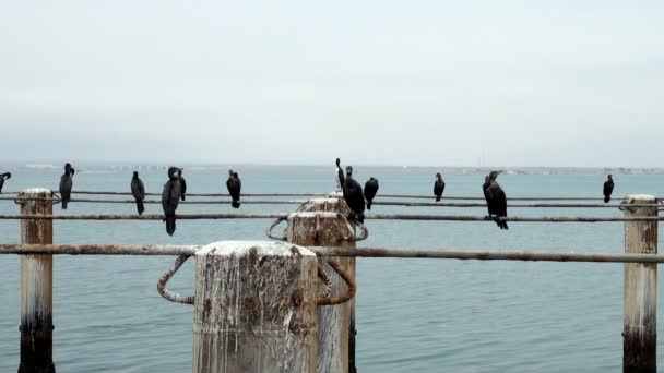 Cormoranes en Puerto de Cruceros General San Martín - Pisco - Perú — Vídeo de stock