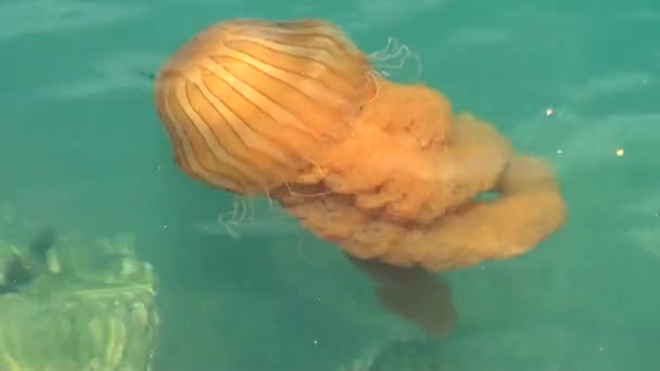 Masmavi okyanusta bir denizanası — Stok video