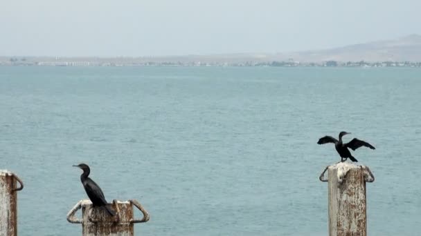 Cormoranes en Puerto de Cruceros General San Martín - Pisco - Perú — Vídeo de stock