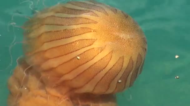 Méduses dans un océan bleu profond — Video