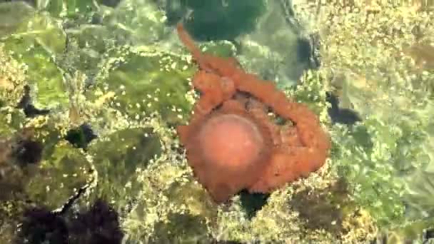 Jellyfish in a deep blue ocean — Stock Video