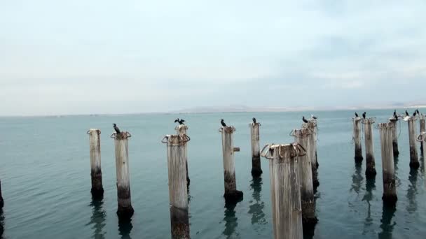 Cormorani in Porto Crociera Generale San Martin - Pisco - Perù — Video Stock