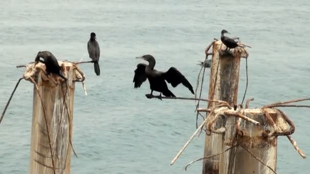 Cormoranes en Puerto de Cruceros General San Martín - Pisco - Perú — Vídeo de stock