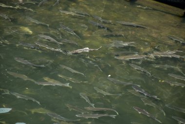 Salmons in Ketchikan Creek River clipart
