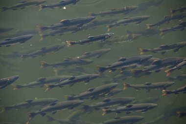 Salmons Ketchikan Creek nehir