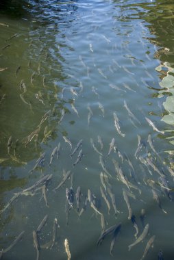 Salmons Ketchikan Creek nehir