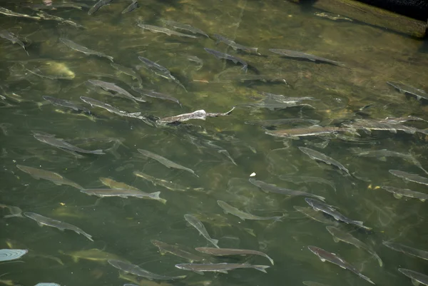 ケチカン クリーク川のサケ — ストック写真