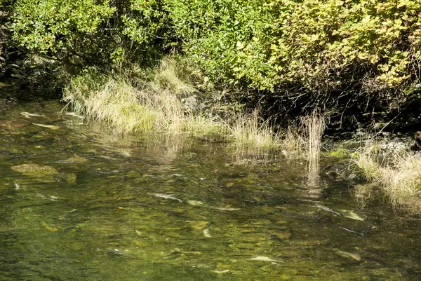 Salmões em Ketchikan Creek River — Fotografia de Stock