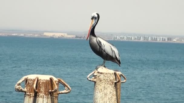 Птицы - перуанский пеликан — стоковое видео