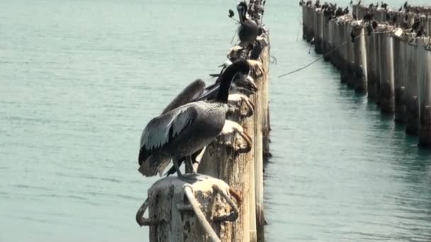 Vögel - Peruanischer Pelikan — Stockvideo