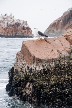 Seagull on Rock İzlanda