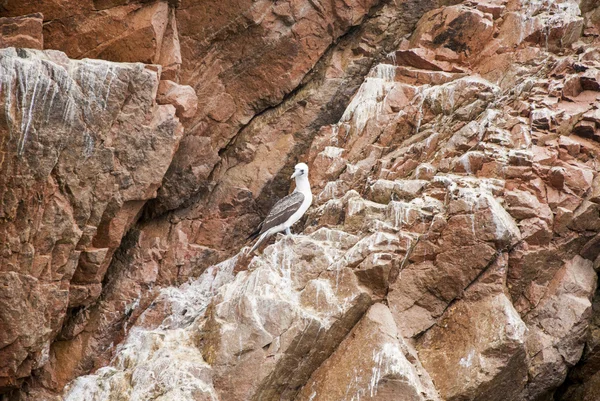 Mewa na Islandii Rock — Zdjęcie stockowe