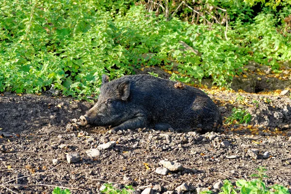 Des Porcs Sauvages Dans Forêt Les Sangliers Sont Également Connus — Photo