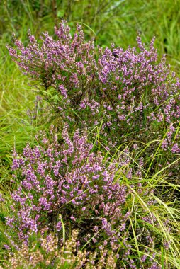 Heather, Heather, İskoç Heather, ling, Heide, Besenheide, Heidekraut, Calluna vulgaris
