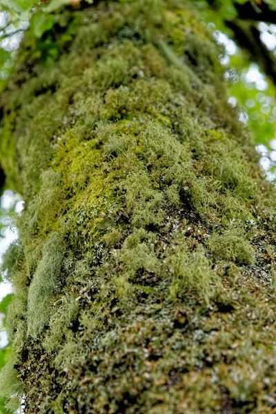 一般的なグリーンシールド リヒェン Flavoparmelia Caperata 英国の木の幹で成長する葉のリヒェンです — ストック写真